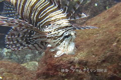 八丈島・ミノカサゴ 八丈島・ミノカサゴ